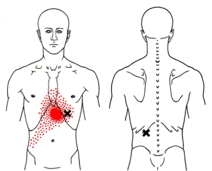 Obliquus Externus Abdominis